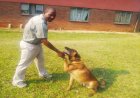 ZIMRA K9 indomitable in crime detection at border posts