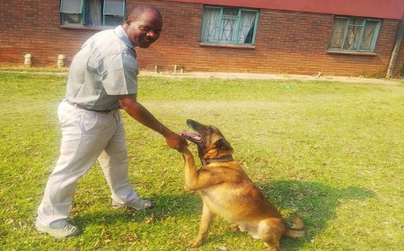 ZIMRA K9 indomitable in crime detection at border posts